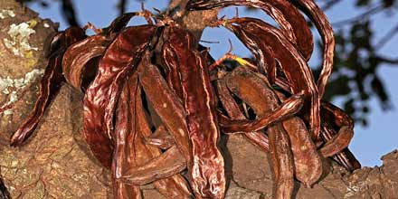 Sicilian carob