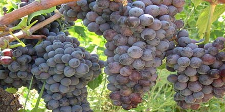 Cerasuolo of Vittoria DOCG