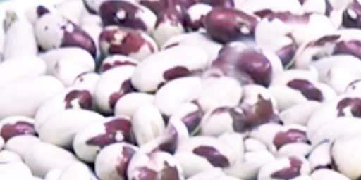 Cosaruciaru bean
