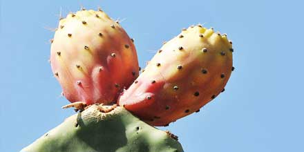 Sicilian prickly pear