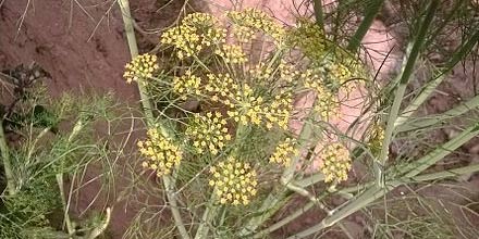 Sicilian wild fennel