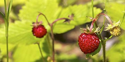 Strawberry of Sciacca and Ribera