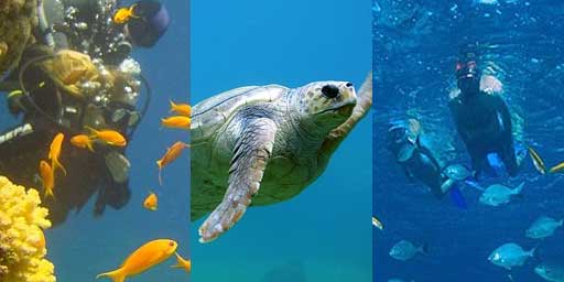 Immersioni e Snorkeling