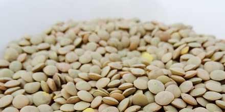 Linosa lentil