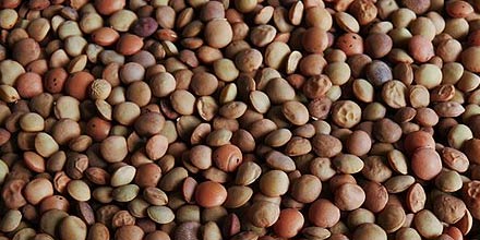 Lentils from Ustica