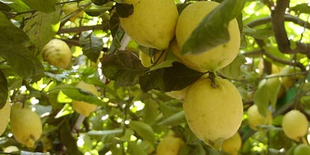 Limone di Sicilia