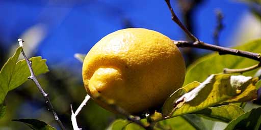 Lemon Interdonato PGI