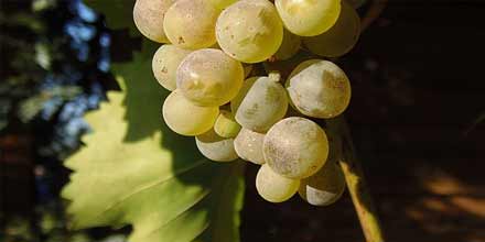 LE VRAI MARSALA DE SICILE D.O.C. NATURE