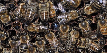 Sicilian Black Bee honey