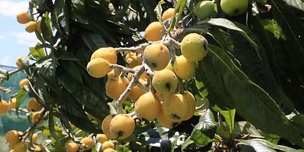 Calatabiano medlar