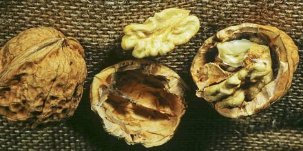 Motta Camastra walnut