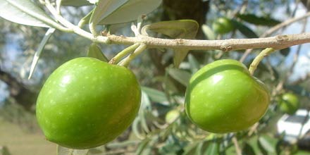 Nocellara del Belice DOP