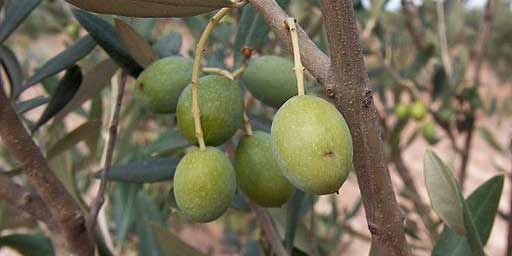 Olio dei Monti Iblei DOP