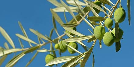 Olio della Valle del Belice DOP