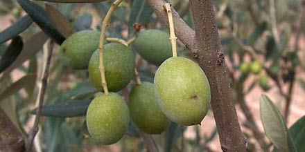 Olio di Mazara DOP