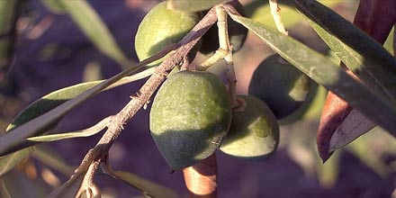 Caltabellotta olive oil