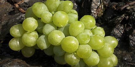 Canicattì PGI Table Grapes